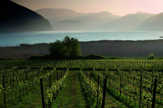 Bergamo and Franciacorta with lunch and cellar visit - Franciacorta wine route: winery visit and two DOCG tastes