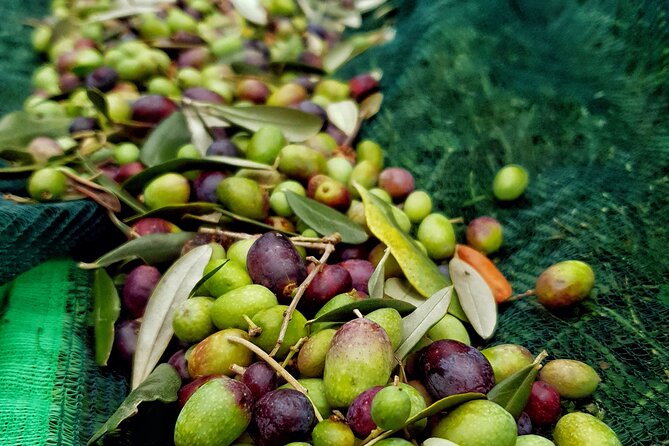 E.V.O. oil of Lake Como tasting+ food pairings - Key things to know before you go