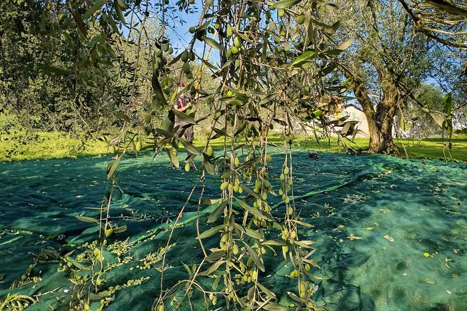 E.V.O. oil of Lake Como tasting+ food pairings - Should you book the E.V.O. oil of Lake Como tasting?