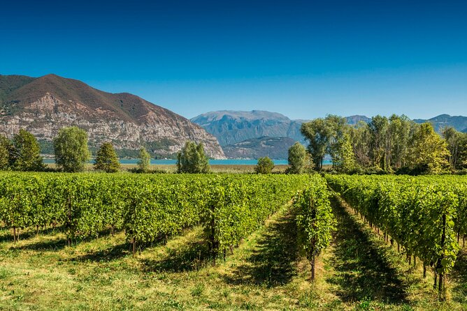 From Milan Full Day in Franciacorta 2 Wineries and Lunch - Key highlights worth planning around