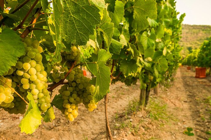 From Milan Full Day in Franciacorta 2 Wineries and Lunch - Franciacorta day trips from Milan: how the timing really works
