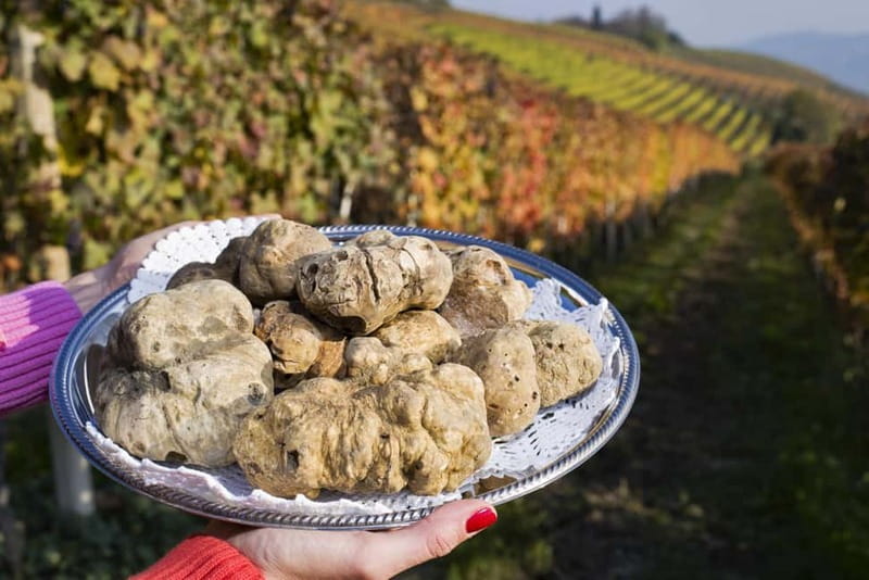From Milan: Langhe Wine Region Day Trip with Barolo Tasting - Who this tour suits best (and who should consider something else)