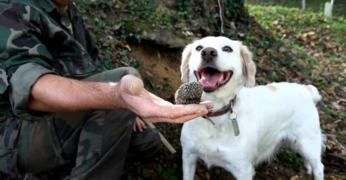 Full-Day Barbaresco Wine Tour with Truffle Hunting and Lunch - Who should book this and who should skip