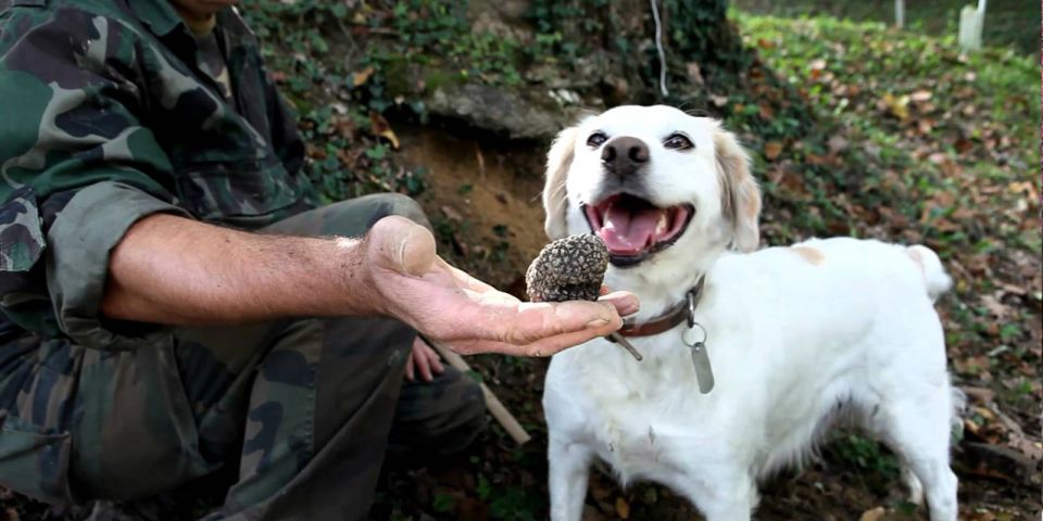 Full-Day Barbaresco Wine Tour with Truffle Hunting and Lunch - Panoramic lunch in a traditional restaurant: what you might eat