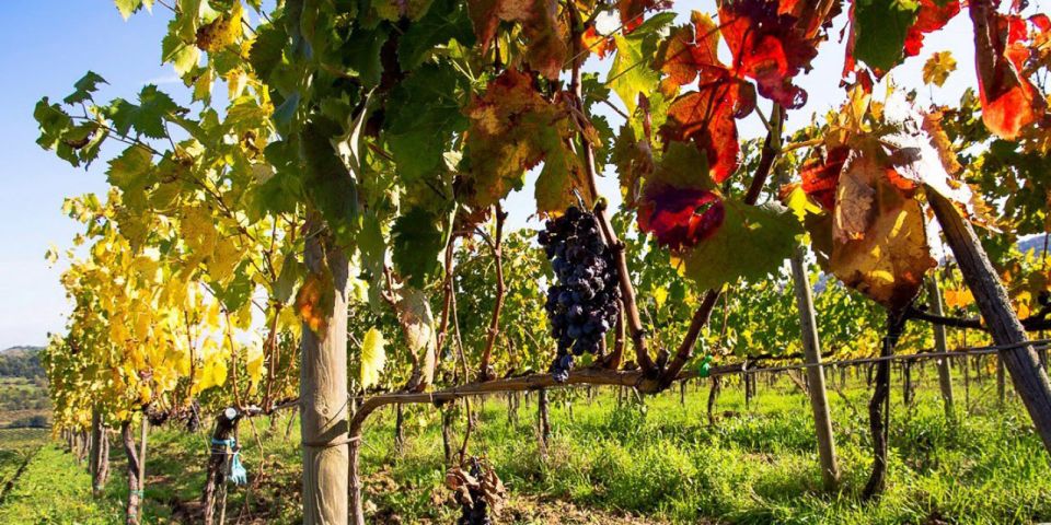 Full-Day Barbaresco Wine Tour with Truffle Hunting and Lunch - Winery tour at Barbaresco: nebbiolo, DOCG, and a real sense of place