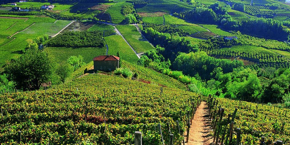 Full-Day Barbaresco Wine Tour with Truffle Hunting and Lunch - Barbaresco town and vineyard viewpoints: the finish that sticks