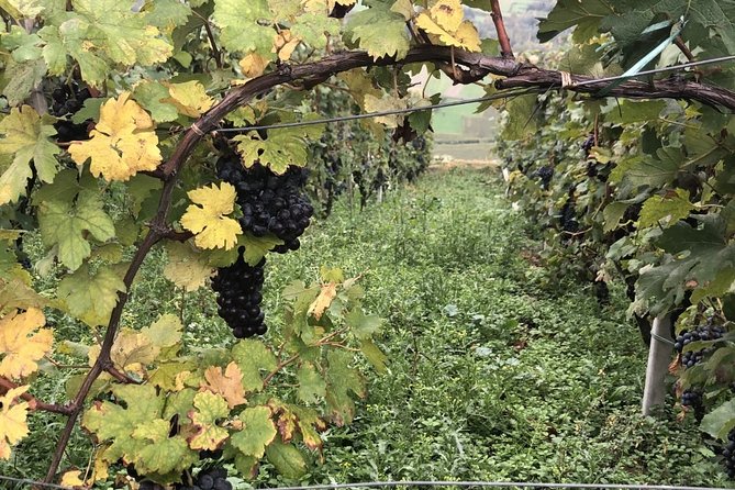 Lake Como & UNESCO Dry-stone Walls Vineyards - Milan Start at 8:00 AM: Getting Oriented Fast