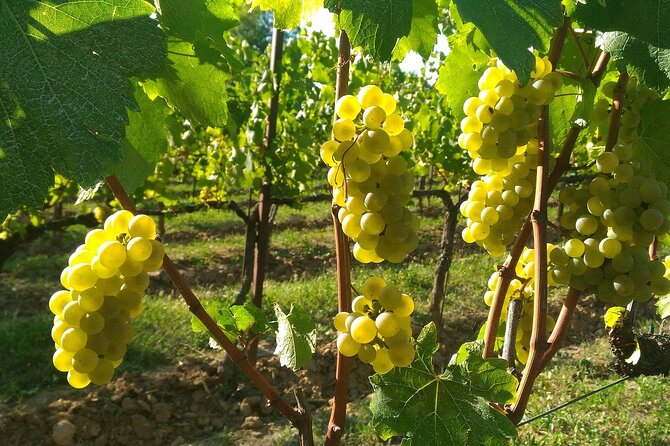 Lake Iseo & Franciacorta Winery. Scenic & Wine Tasting tour - Sulzano transfer timing: the quiet bridge between island and wine day