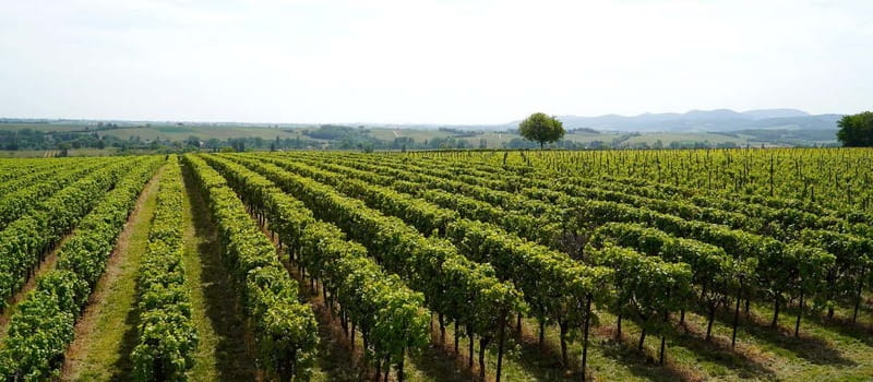 Milan: Brescia & Franciacorta with Wine Tasting Small Group - Franciacorta arrival and the winery visit that’s more than a tasting