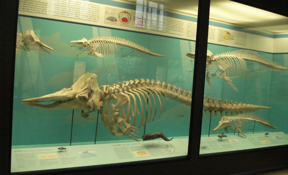 Milan: Natural History Museum Entry Ticket & Audio Guide - Why Milan’s Natural History Museum fits an audio tour