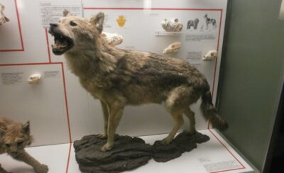 Milan: Natural History Museum Entry Ticket & Audio Guide - Getting in smoothly: e-ticket, QR code, and what to bring