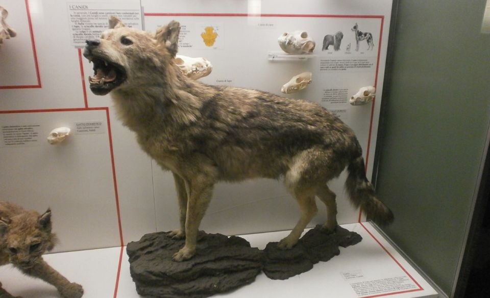 Milan: Natural History Museum Entry Ticket & Audio Guide - Getting in smoothly: e-ticket, QR code, and what to bring