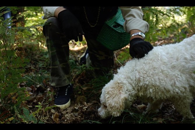 Mushroom or Truffle Hunting - Key points worth clocking before you go