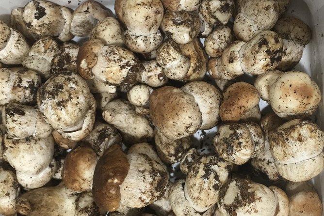Private Hunting Of Truffle And Mushrooms With Chef Luigi Gandola In Bellagio - Walking the forest: how truffles and mushrooms get found