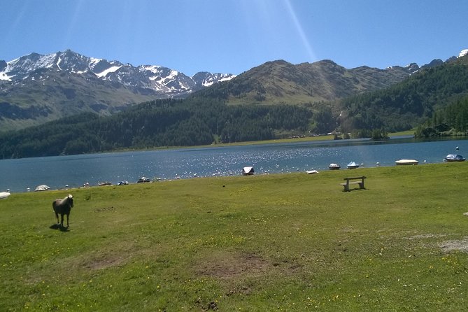 Private tour to Bernina train & Lake Como. Hotel pick-up - Piz Bernina RED Train: The Alpine Climb You Don’t Need to Manage