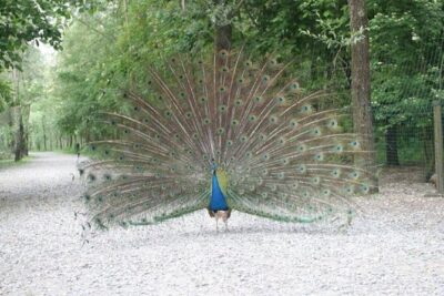 Ticket for Parco Ittico Paradiso at Zelo Buon Persico - Following the canals: underwater observatories and clear species viewing