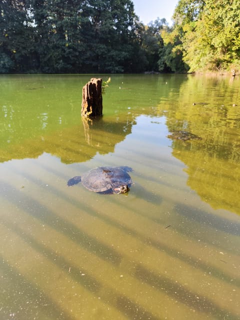 Trekking in the Wood with picnic on the turtles lake - Why this urban-forest walk feels like a reset from Milan