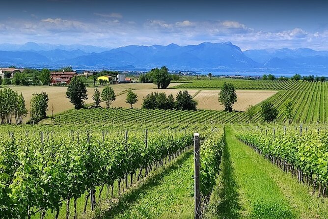 Vineyard Tour and Tasting of Lugana Wines - Lugana Around Pozzolengo: What You’re Really Signing Up For