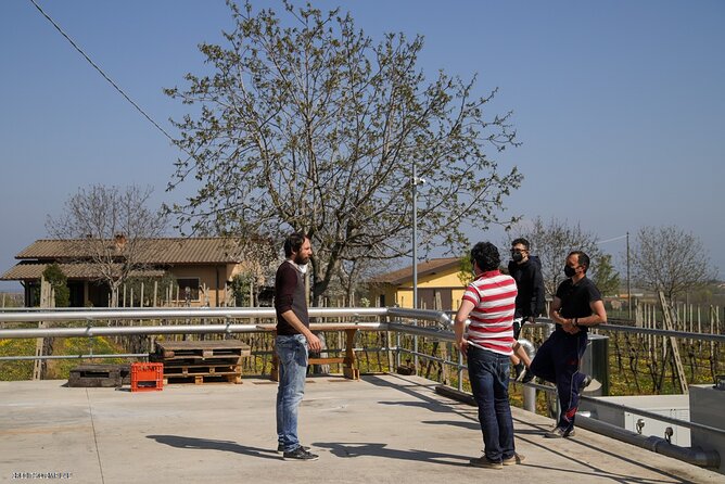 Vineyard Tour and Tasting of Lugana Wines - Vineyard Walk: Seeing Lugana’s Source Up Close