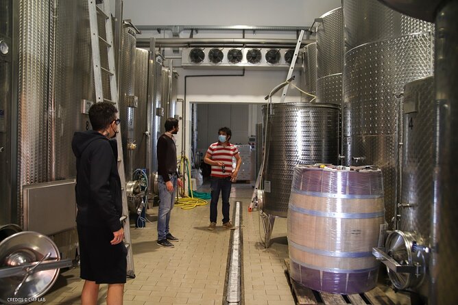 Vineyard Tour and Tasting of Lugana Wines - Production Talk That Actually Helps You Taste Better