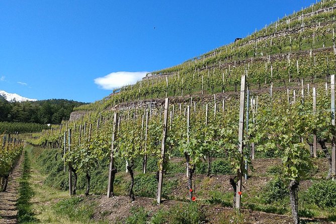 Wine and Food tasting PRIVATE Guided Tour - Giovanni Menna’s role: guide, driver, and day-smoother