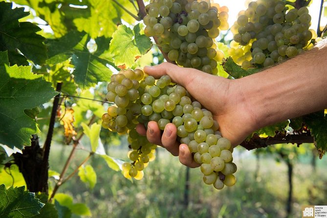 Wine Class and Tasting in Milan - Semi Private tour - Milan Wine Class: A 90-Minute Plan That Feels Worth Your Time